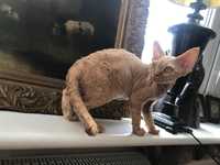 Devon Rex rudy chłopiec