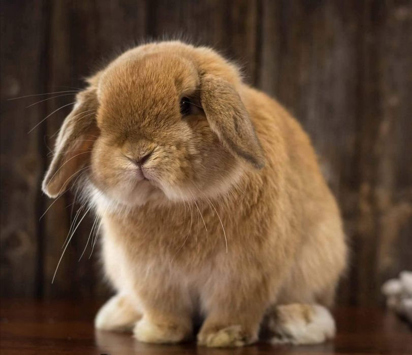 KIT Coelhos anões orelhudos(mini loop) super dóceis e brincalhões