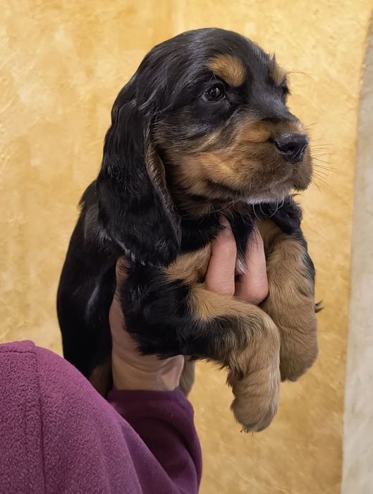 Cocker Spaniel Angielski