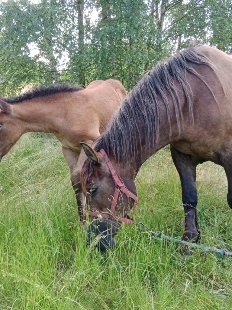 Sprzedam klacz zimnokrwistą ze źrebakiem