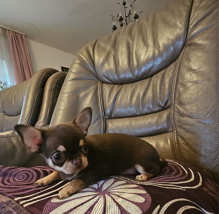 Chihuahua brązowa suczka