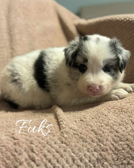 Szczeniak border collie blue merle (z bad. genetycznymi i rodowodem)