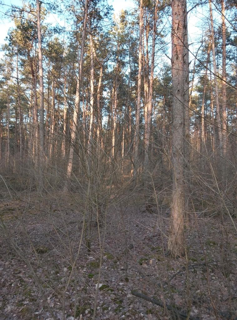 Sprzedam las iglasty, 1.11ha , ok 60 letni