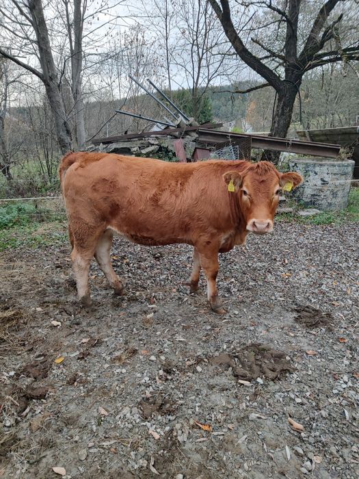 Jałówki cielne limousine