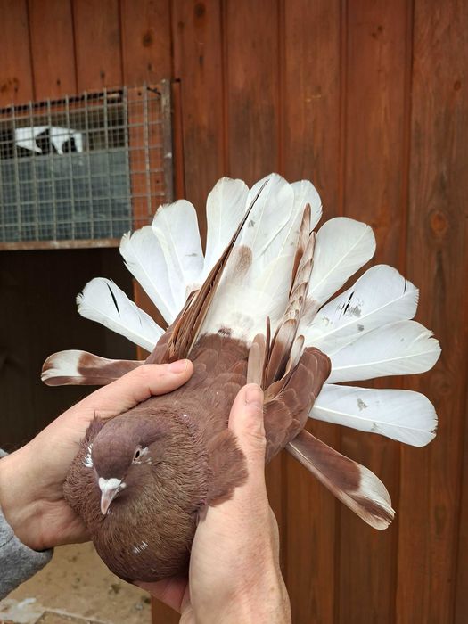 Gołebie orliki na sprzedaz