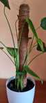 Monstera deliciosa na paliku