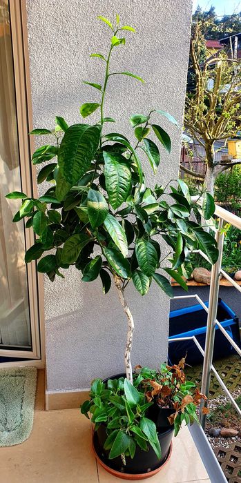 drzewko cytryny 15 lat