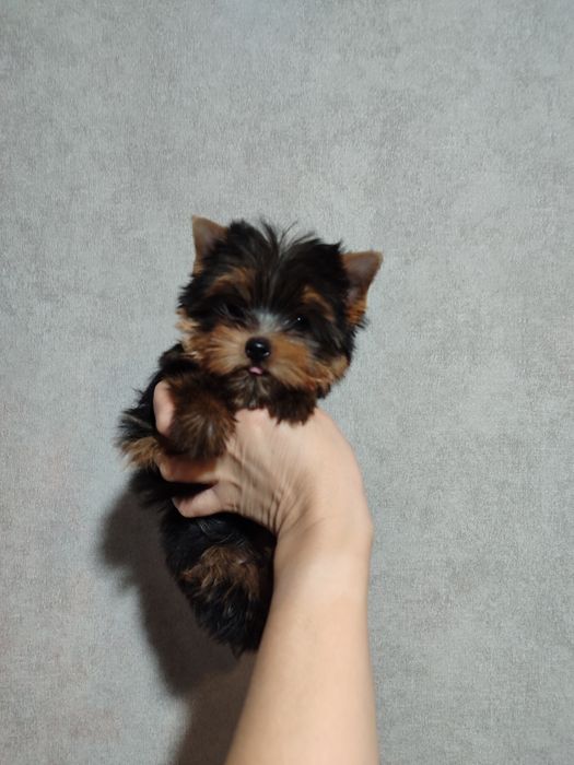 Йоркширський тер'єр.Міні дівчинка