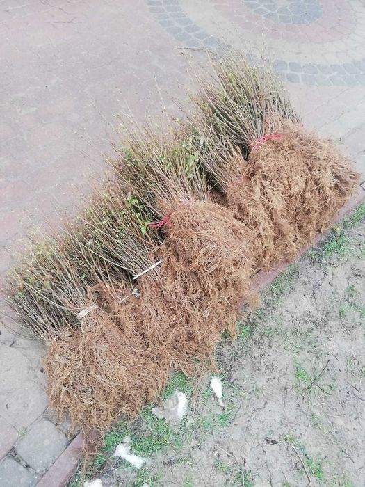 Sadzonki żywopłotowe