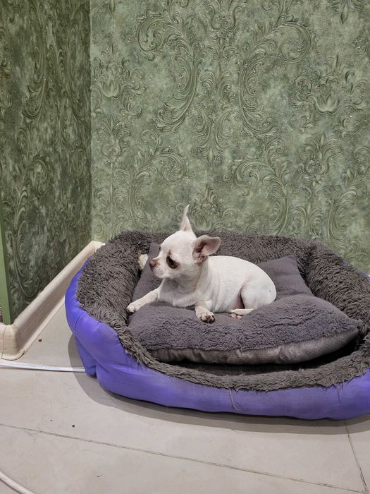 Продам щенков чихуахуа