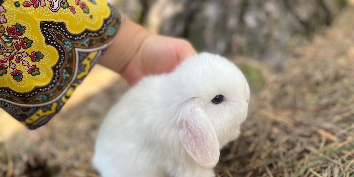 Mini karzełek teddy mini lop angora z hodowli