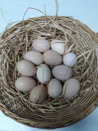 Ovos para incubação e  consumo
