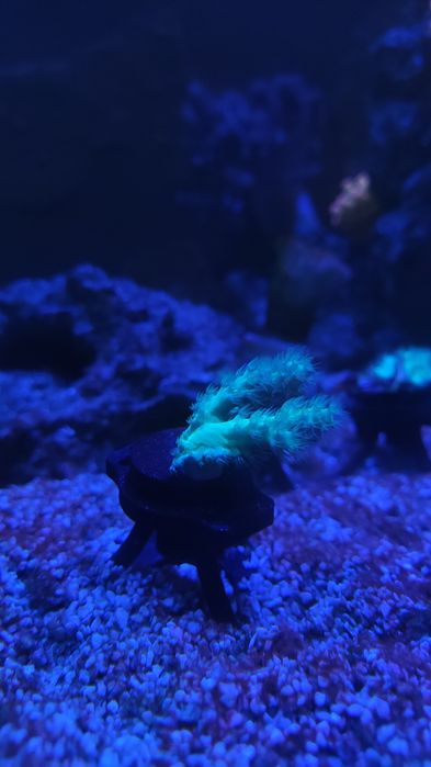 Frag coral soft verde