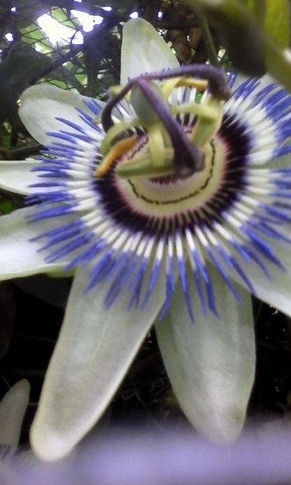 Plantas de Maracujá Azul « Passiflora » Híbrido .