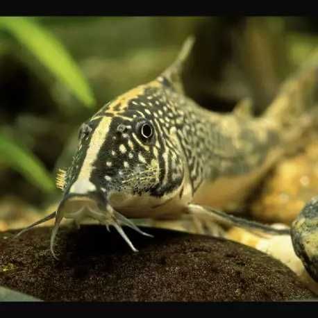 Kirysek brodaty - Kirys czaprakowy - Scleromystax barbatus - dowozimy