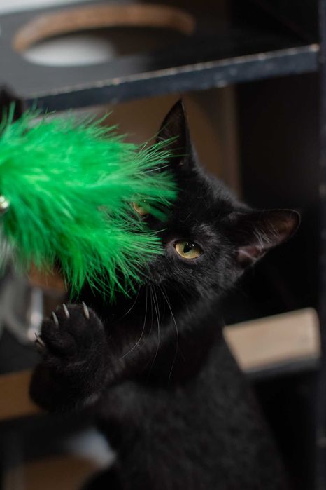 Kot czy sowa? Mała, czarna Hedwiga do adopcji za darmo