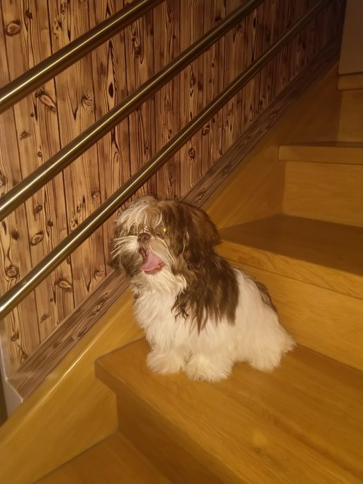 Shih tzu suczka gen czekoladowy