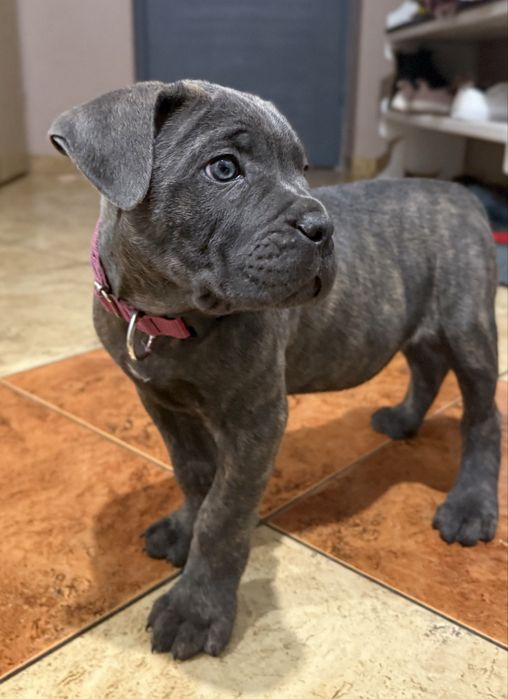 Suczka cane corso z rodowodem