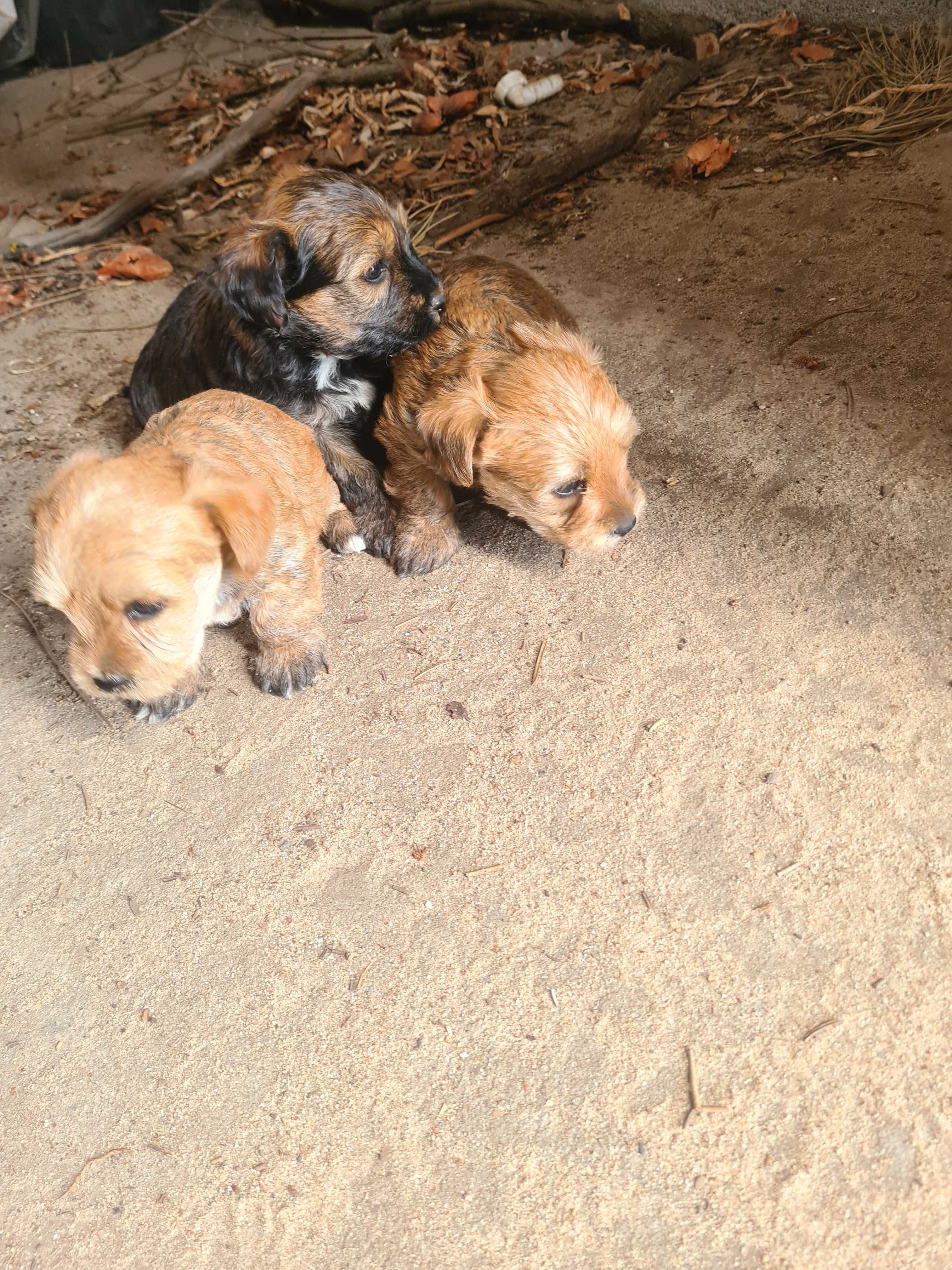 Cachorros para companhia