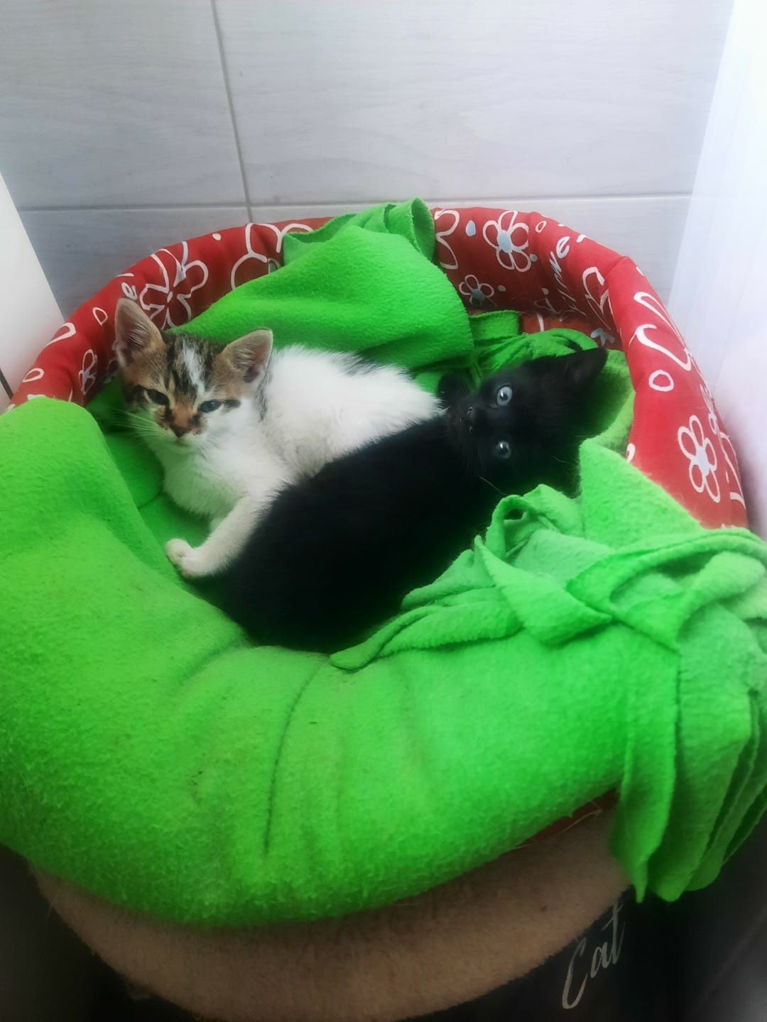 Jacuś i Agatka do adopcji