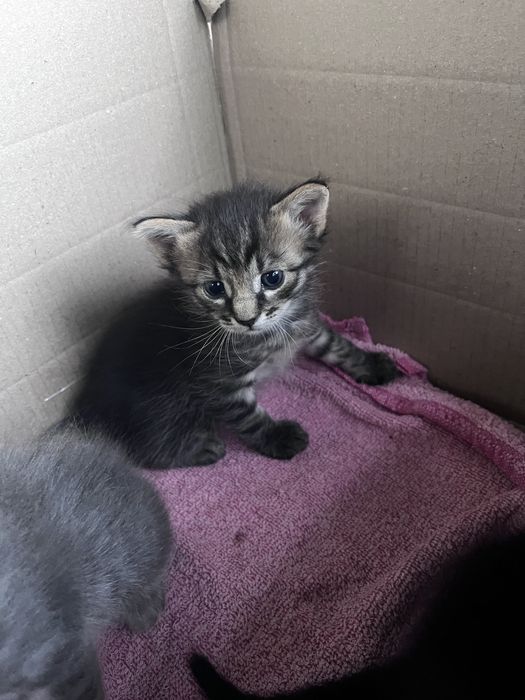 Кошенята хлопчики в добрі руки