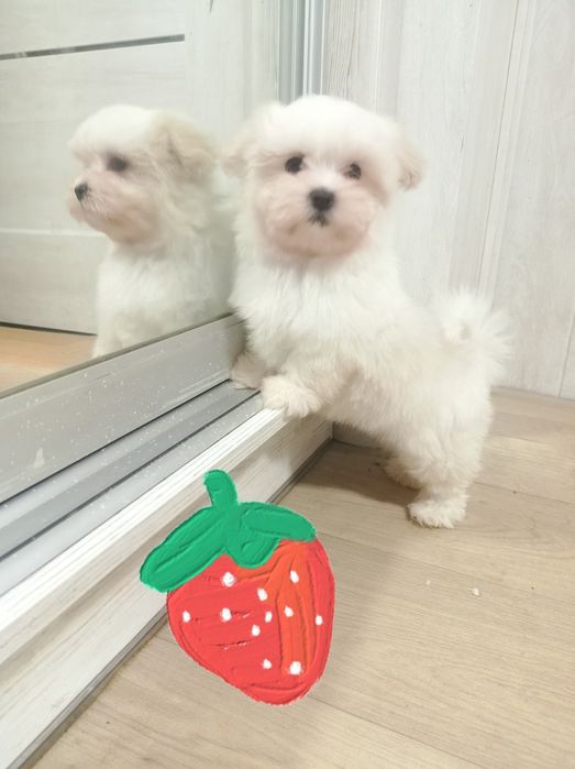 Мальчик ждет невесту