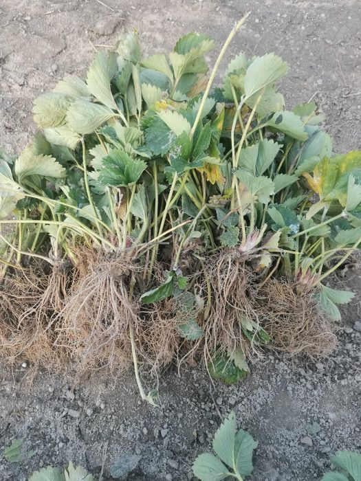 Sadzonki truskawek deserowe,  odmiany pozostałości po posadzeniu!!!