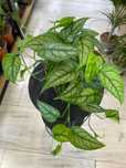 Monstera siltepecana pnącze Ogrzewacz w cenie