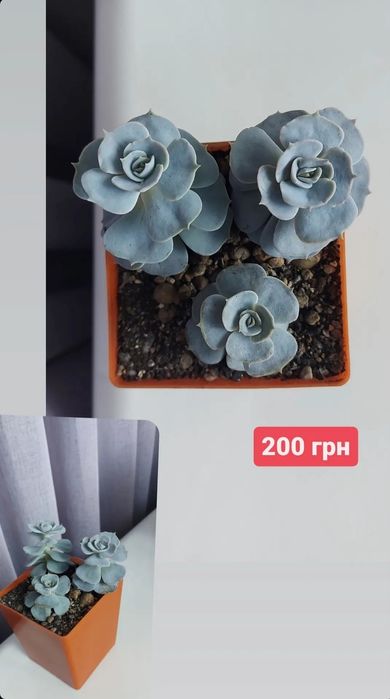 Сокуленти,  ехеверії, седум, шавіана