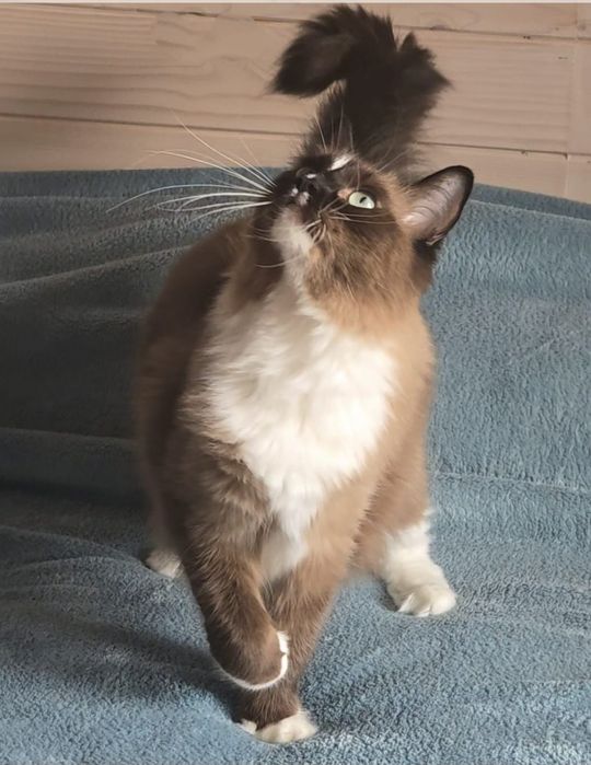 Przepiękna koteczka Ragdoll