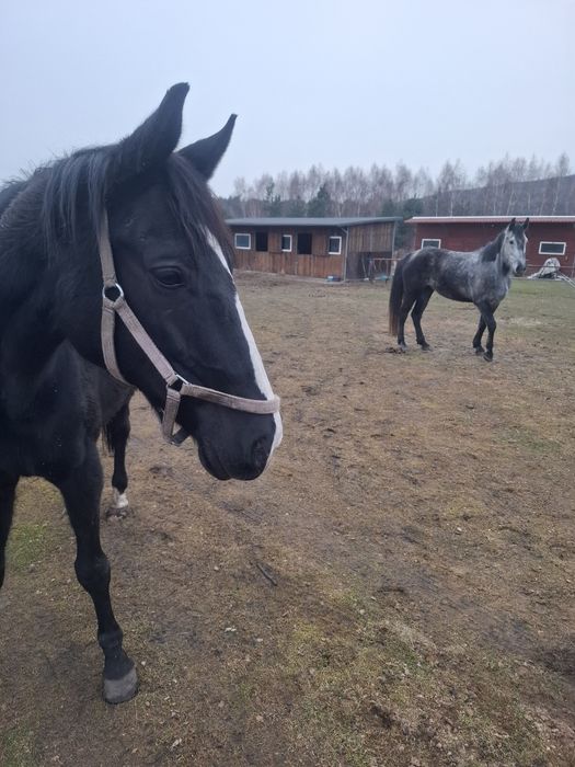 Klacz Wielkopolska do towarzystwa