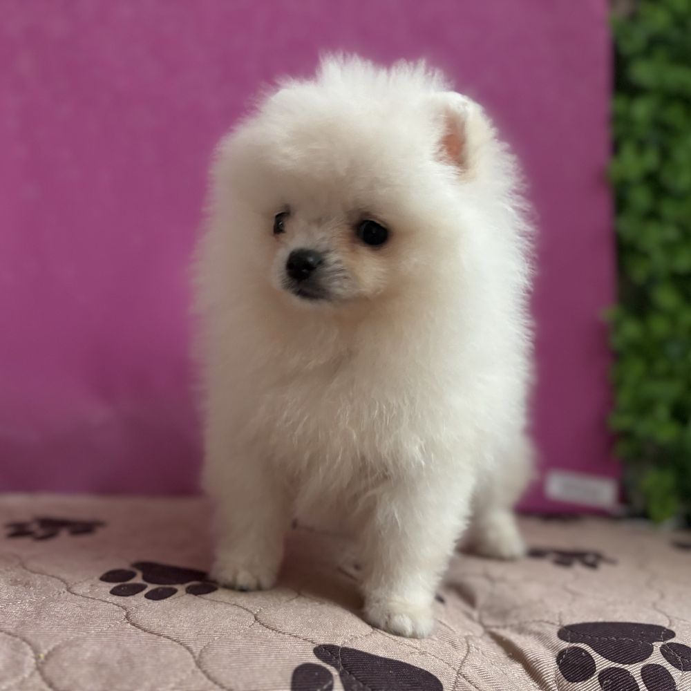 шикарний Ведмедик шоу класу