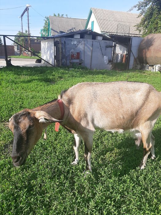 Коза англо-нубійська