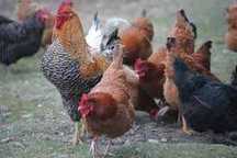 Kury nioski rossa messa leghorn prosto z wolnego wybiegu !