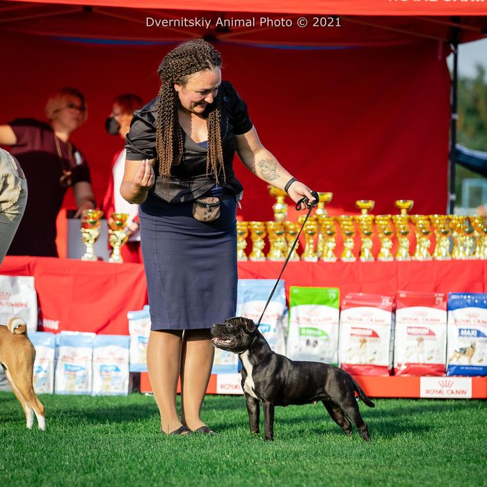 Стаффорширський бультерер