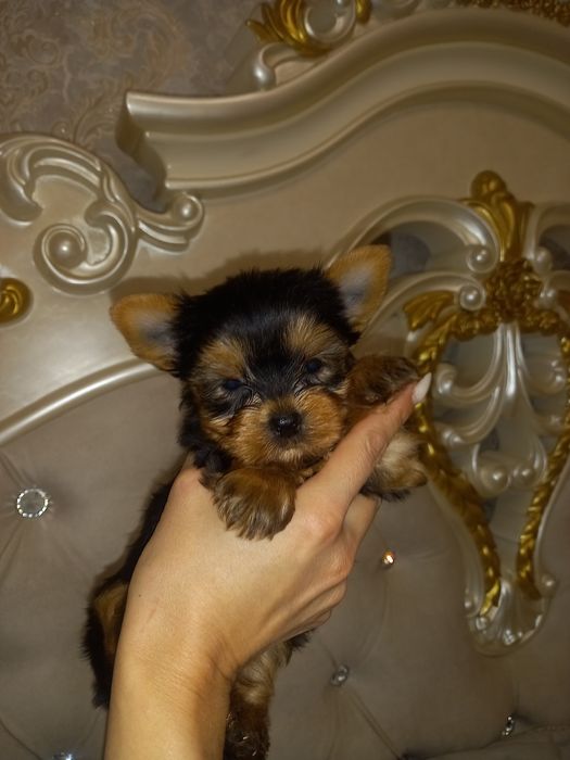 Мальчики и девочки Йорки мини