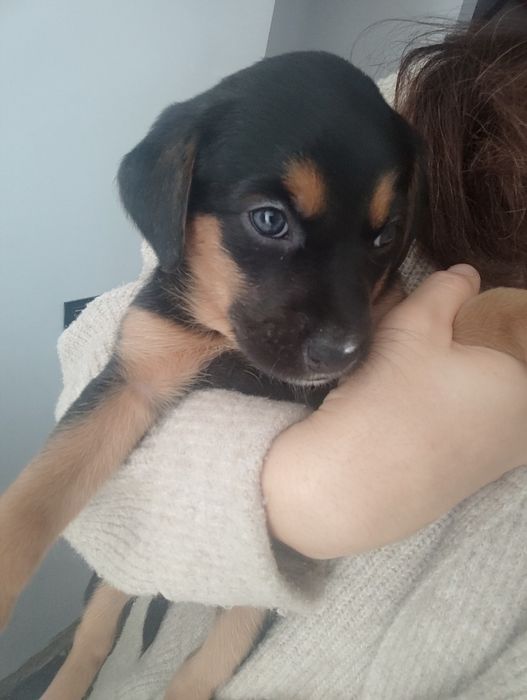 Cães bebé para adopção responsavel