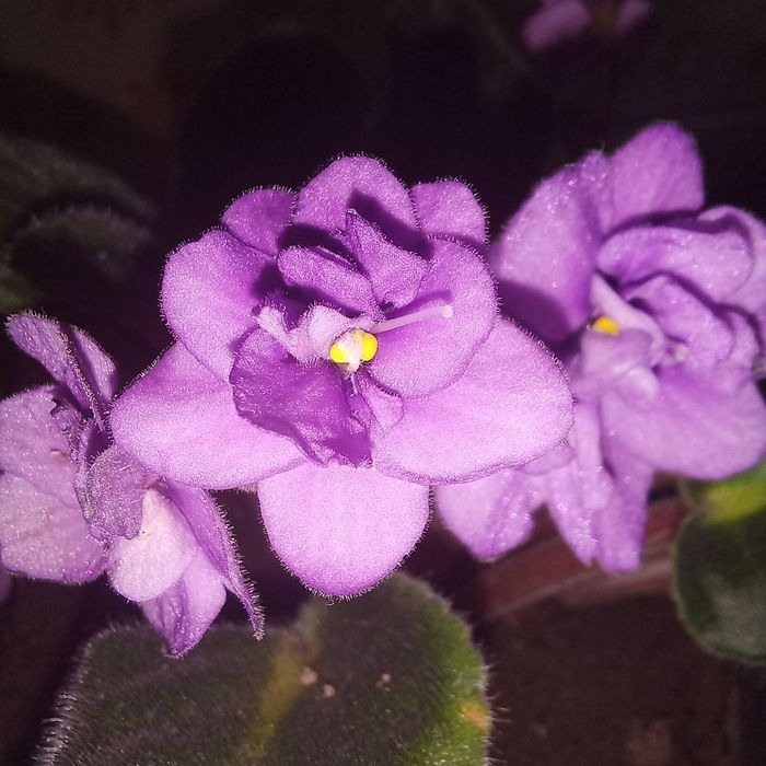 Продам фіалки вазон