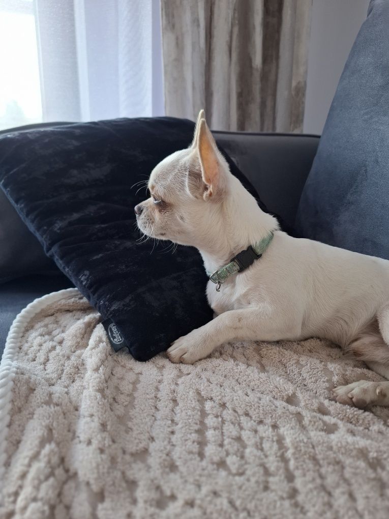 Pocieszny piesek chihuahua