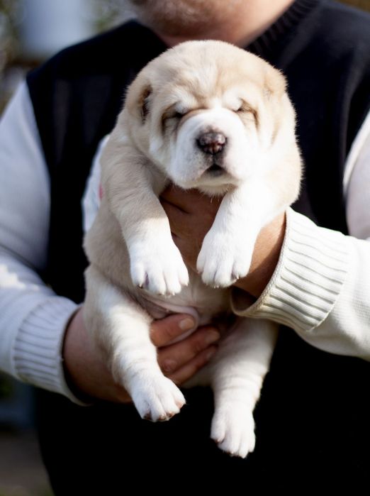 Шикарная девочка САО ,Алабай