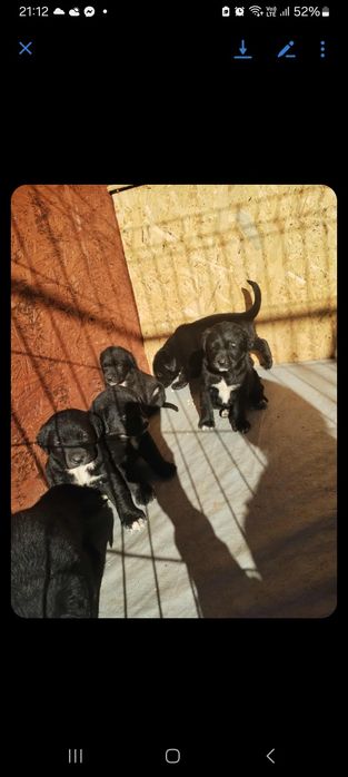 Oddam pieski w dobre ręce