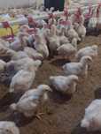 Продам бройлерів (підросток,жива вага,тушка) Комбікорм.
