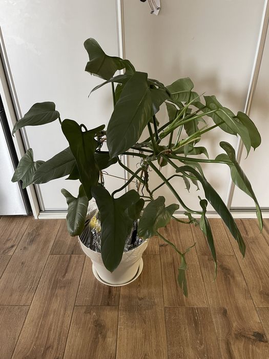 Filodendron Silver Queen