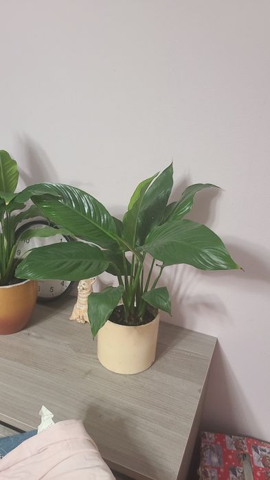 Спатіфіліум великий