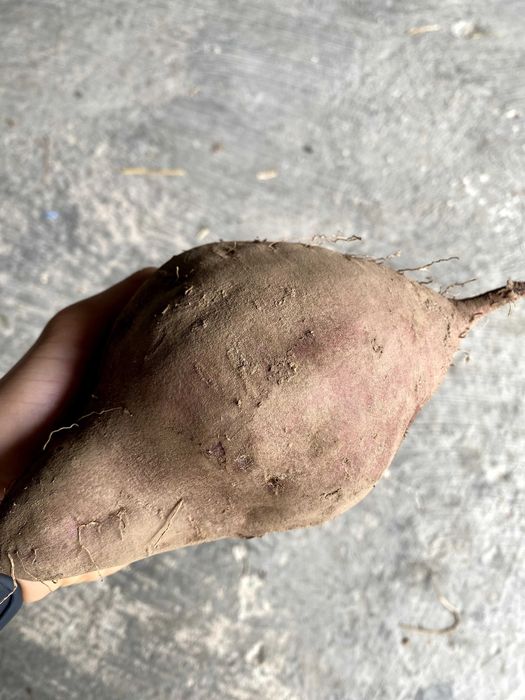 Batata-Doce Biológica - Promocão