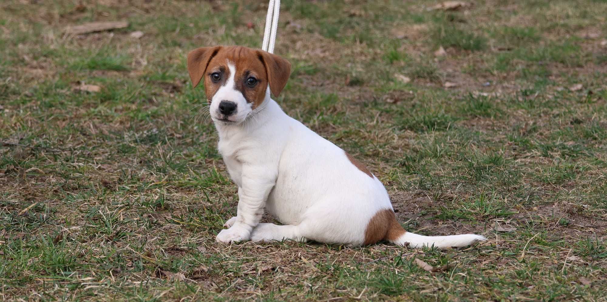 Jack Russell Terrier ZKwP FCI- piesek/badania genetyczne