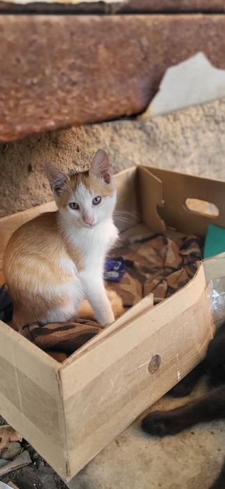 Котики і кішка безкоштовно!!!