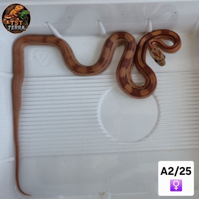 Węże zbożowe/mahoniowe/smugowe