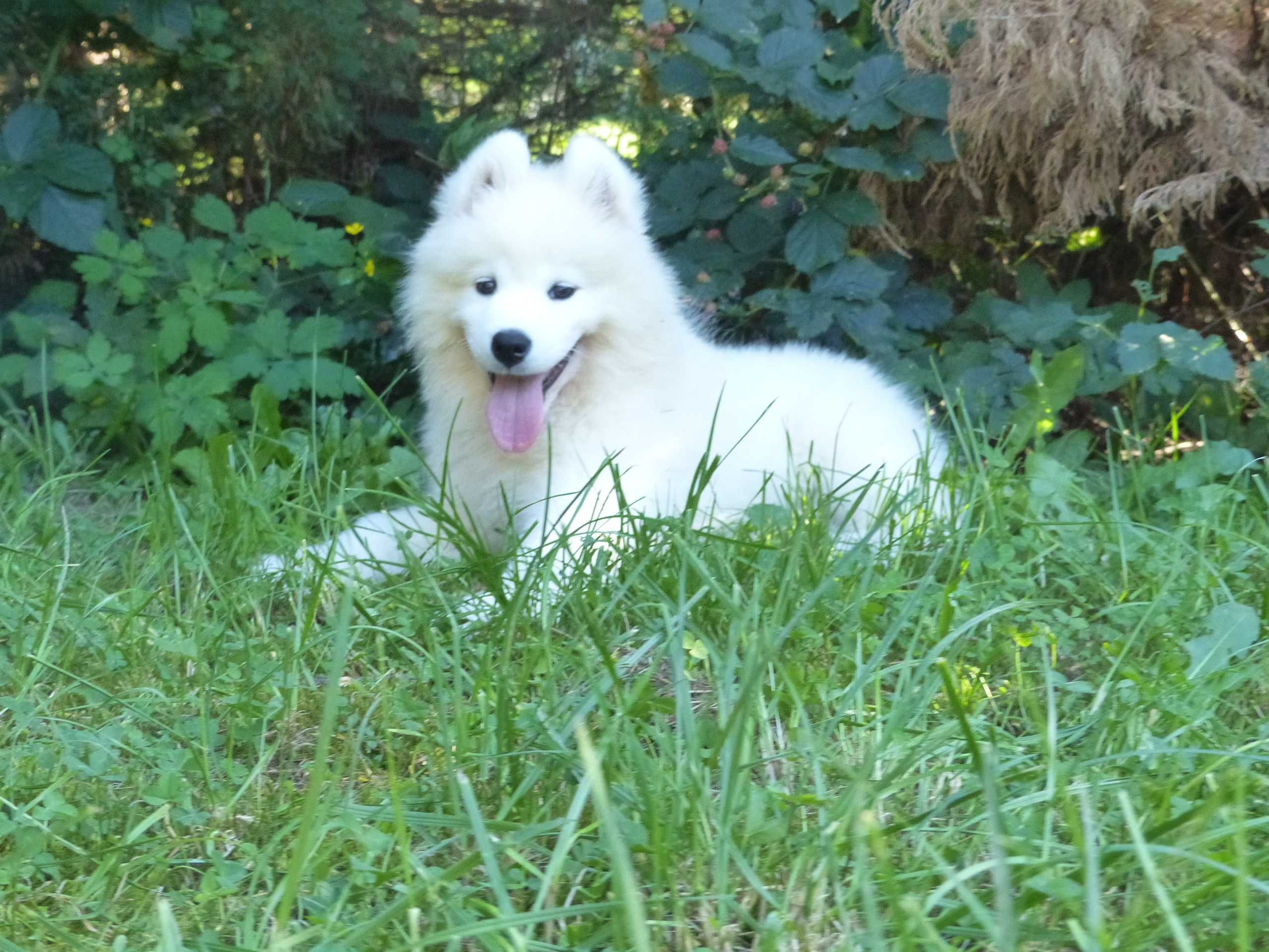 Samoyed samojed zapowiedź miotu  lato 2024 Wildness Siberian ZKwP FCI