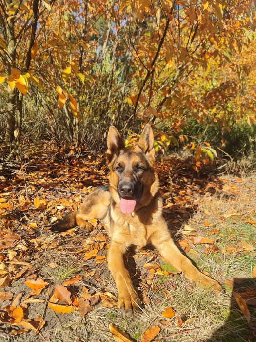 Owczarek Niemiecki Krótkowłosy(suczka 7,5mies) ZKwP